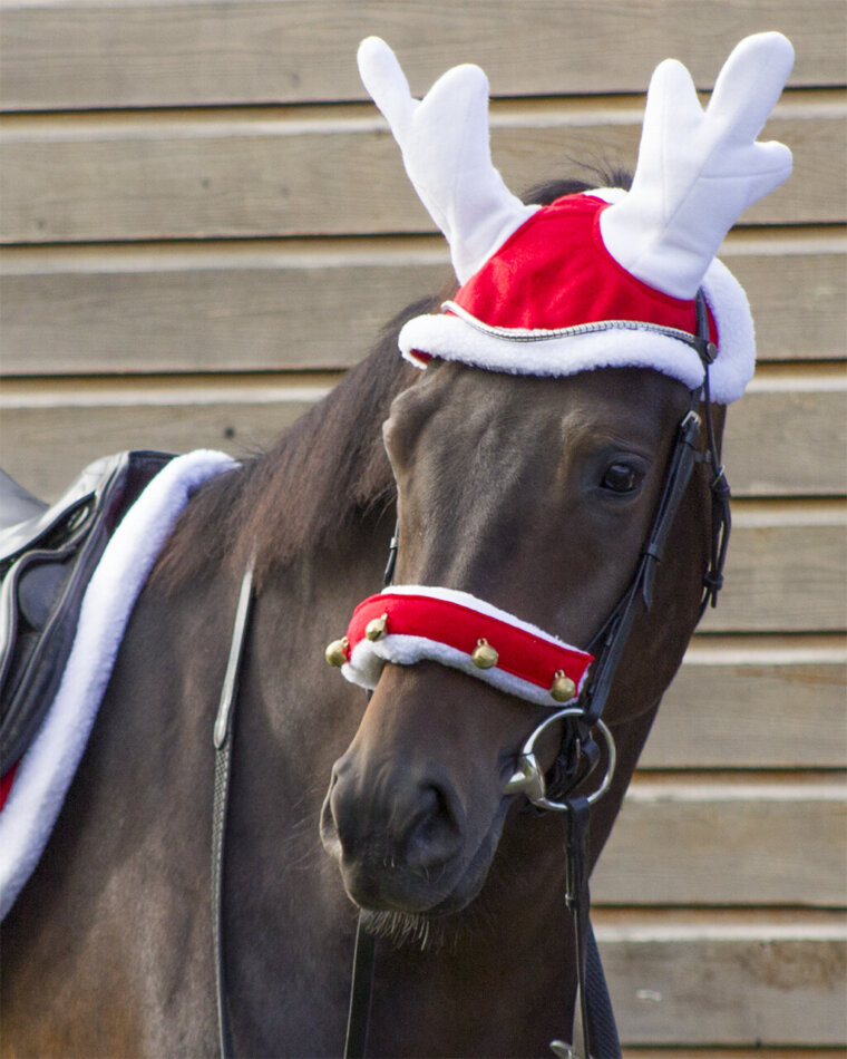 QHP naušniki Reindeer 5