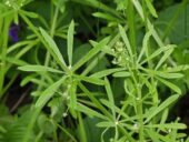 HorseFlex Cleavers – Plezajoča lakota (Galium aparine), 800g 16