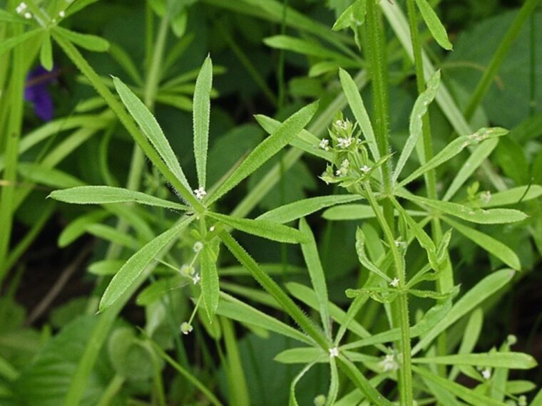 HorseFlex Cleavers – Plezajoča lakota (Galium aparine), 800g 11